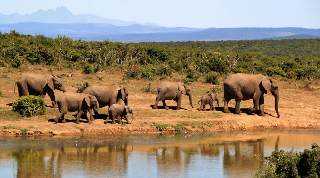 Animal Safari, South Africa