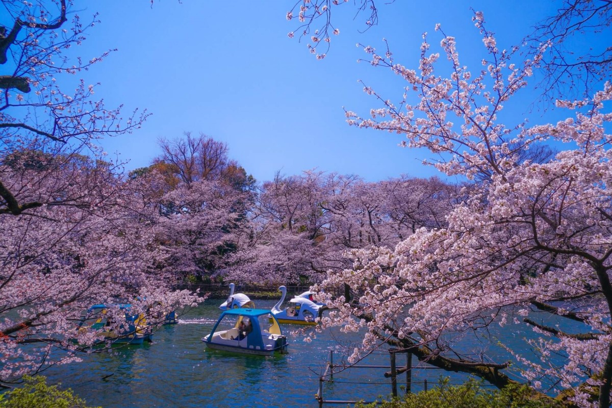 Inokashira Park 