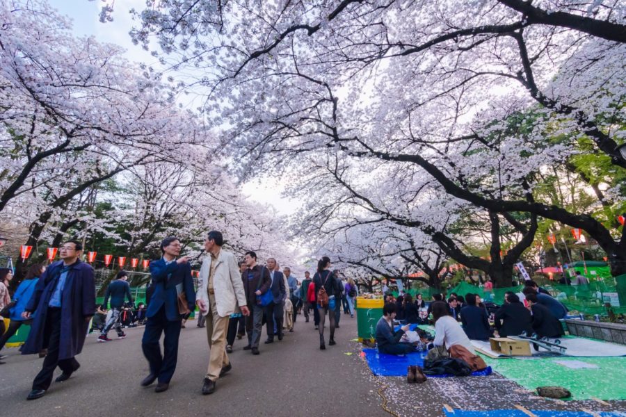 7 Beautiful Cherry Blossom Sakura Parks in Japan | Travel Wish